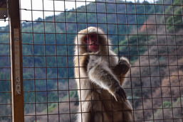 嵐山モンキーパークいわたやま