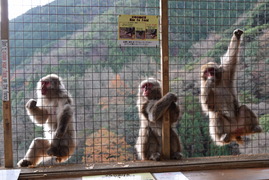 嵐山モンキーパークいわたやま