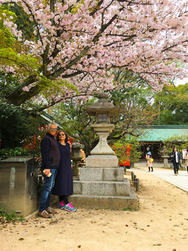 北野天満宮、海津大崎で桜の見納めツアー