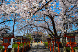京都の桜 2021
