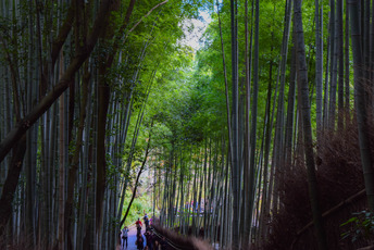 ディープ京都ツアー：嵐山、西陣、綴れ織り工房ツアー 